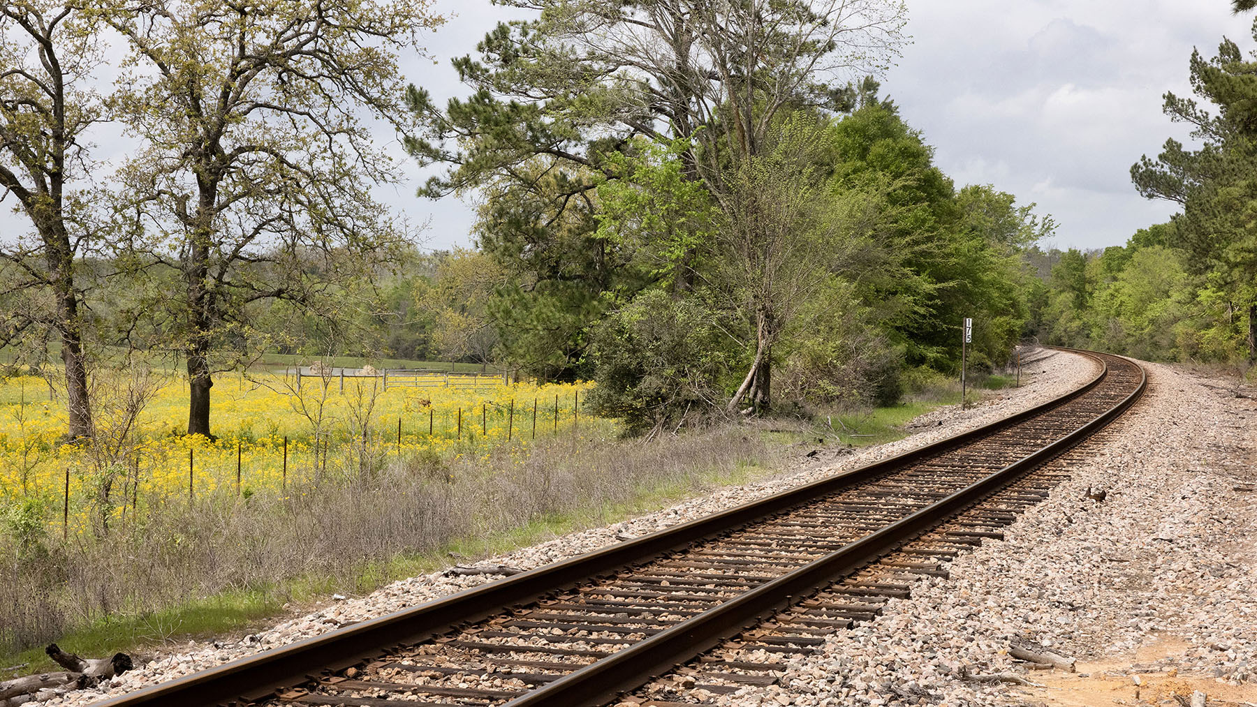 Golden yellow flowers in a green field next to railroad tracks