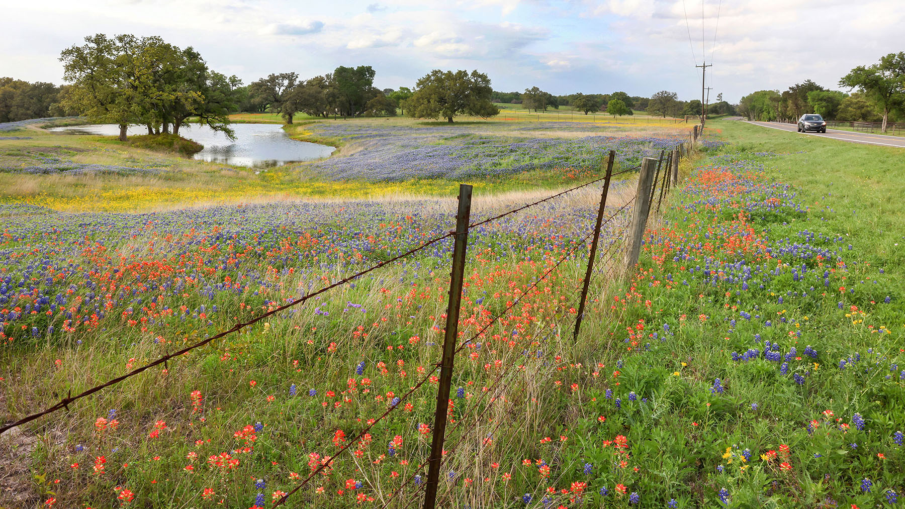 A collection of blue, yellow, and red wildflowers in sea of green grass beneath a barbed wire fence
