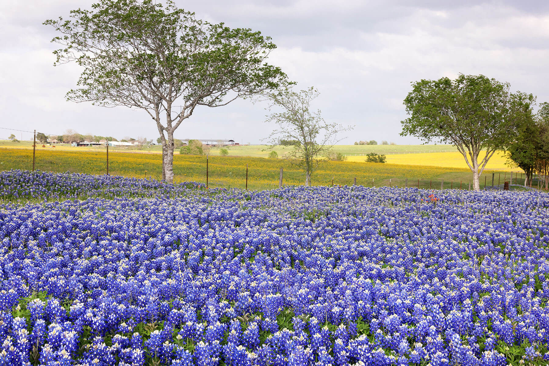 A large field with hundreds of bluebonnets under gray sky