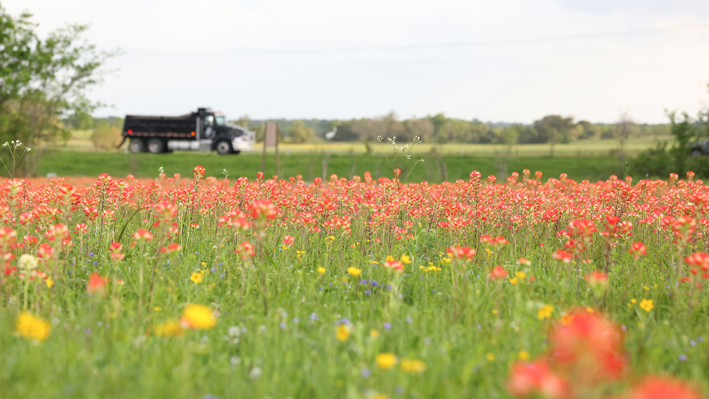 A dump truck drives by a large field of red wildflowers