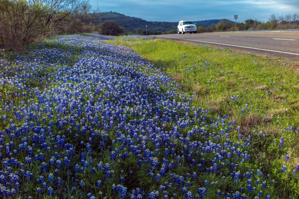 A white vehicle drives on a road next to a large field of blubonnets and green grass