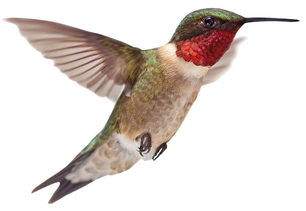A close-up image of a ruby throated hummingbird on a white background