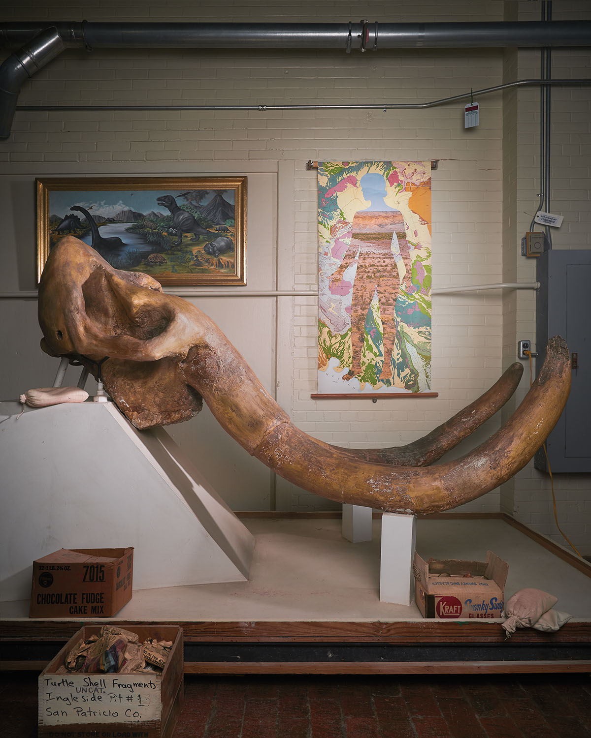 Long tusks just out from the head of a large elephant-like mammal on display in a museum