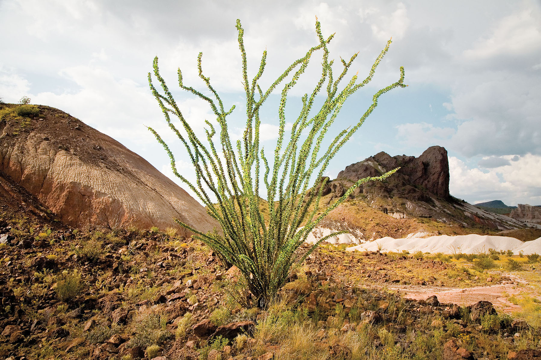 A bright green ocotillo plant grows out of the rugged brown earth of Big Bend