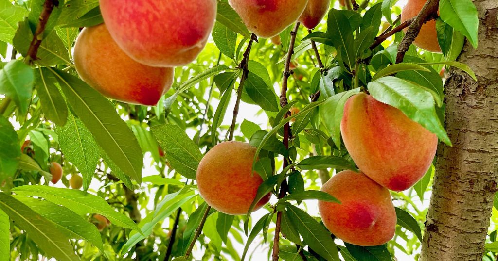 Don’t Miss Out on Great Early Season Peaches This Year