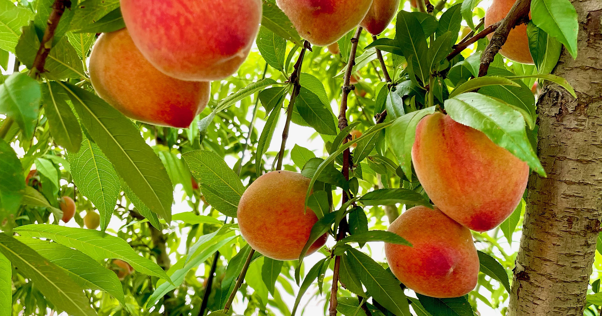 Dozens of bright reddish-orange peaches grow from a green vine