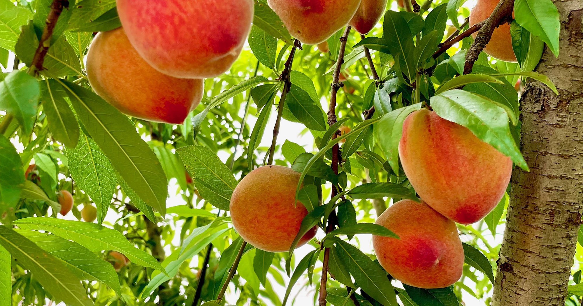 Peach Street Farmers Market