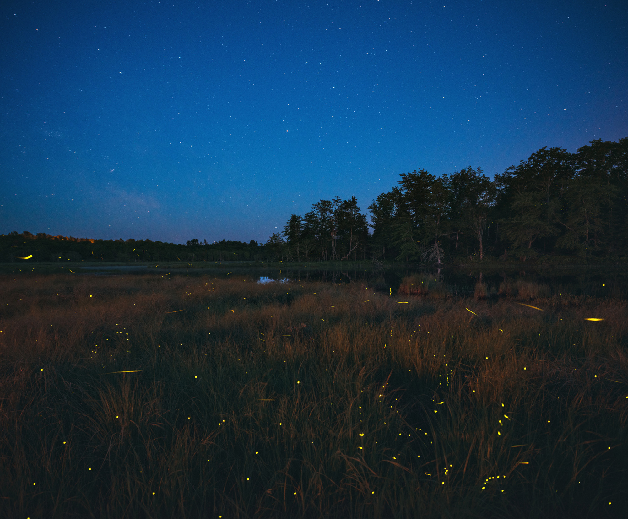 Hundreds of fireflies light up a dark field along a body of water