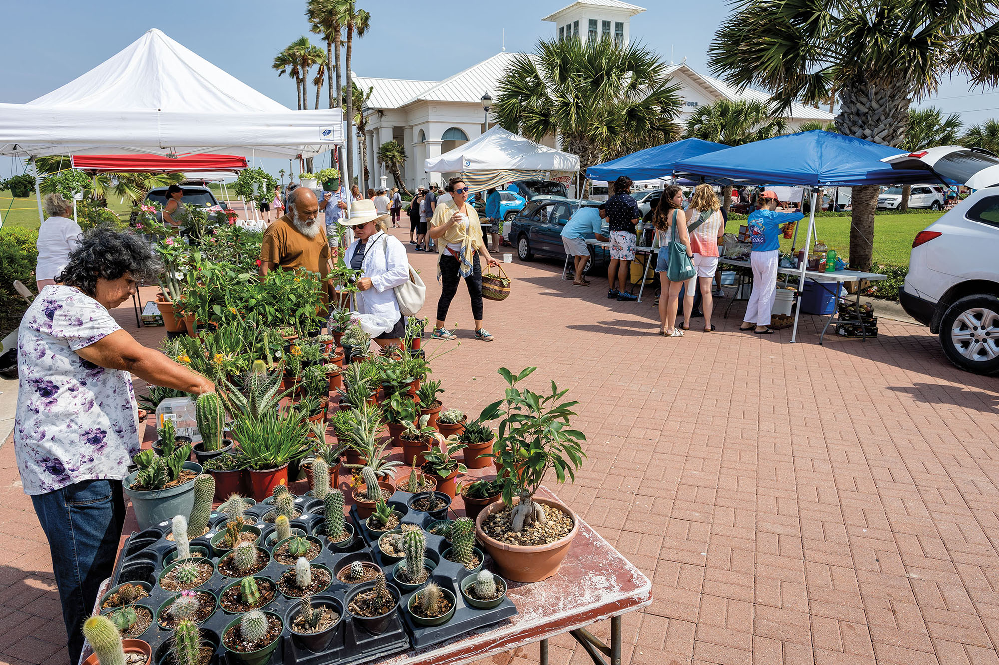 In the foreground, a group of people examine a large table of cacti and other plants. In the background, people mill about open air tents at a farmer's market