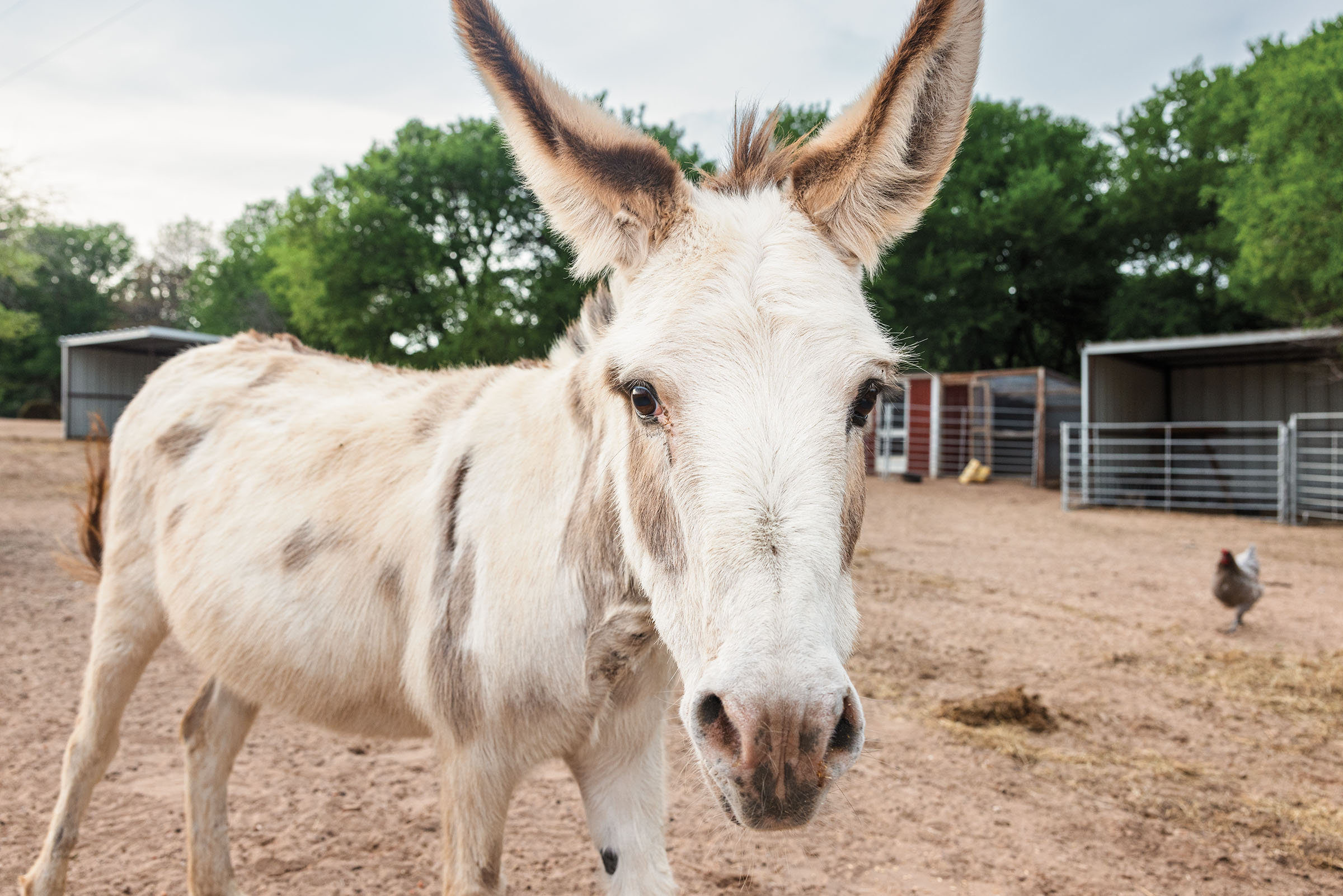 A white-haired mule stares at the camera in a dirt-floored barnyard