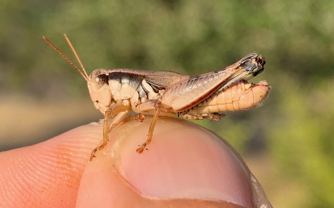 Meet the Grasshoppers Newly Named After Willie Nelson and Jerry Jeff Walker