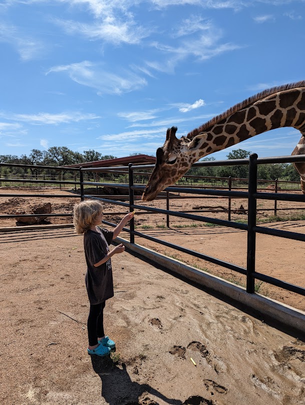 Child feeds giraffe at Longneck Manor.