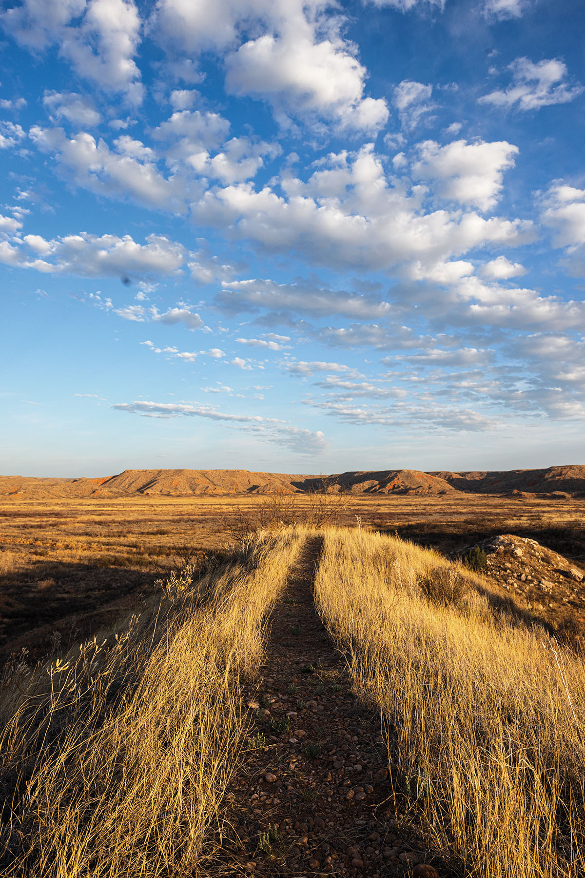 A dirt path in between rows of low, golden grass under a massive blue sky with clouds