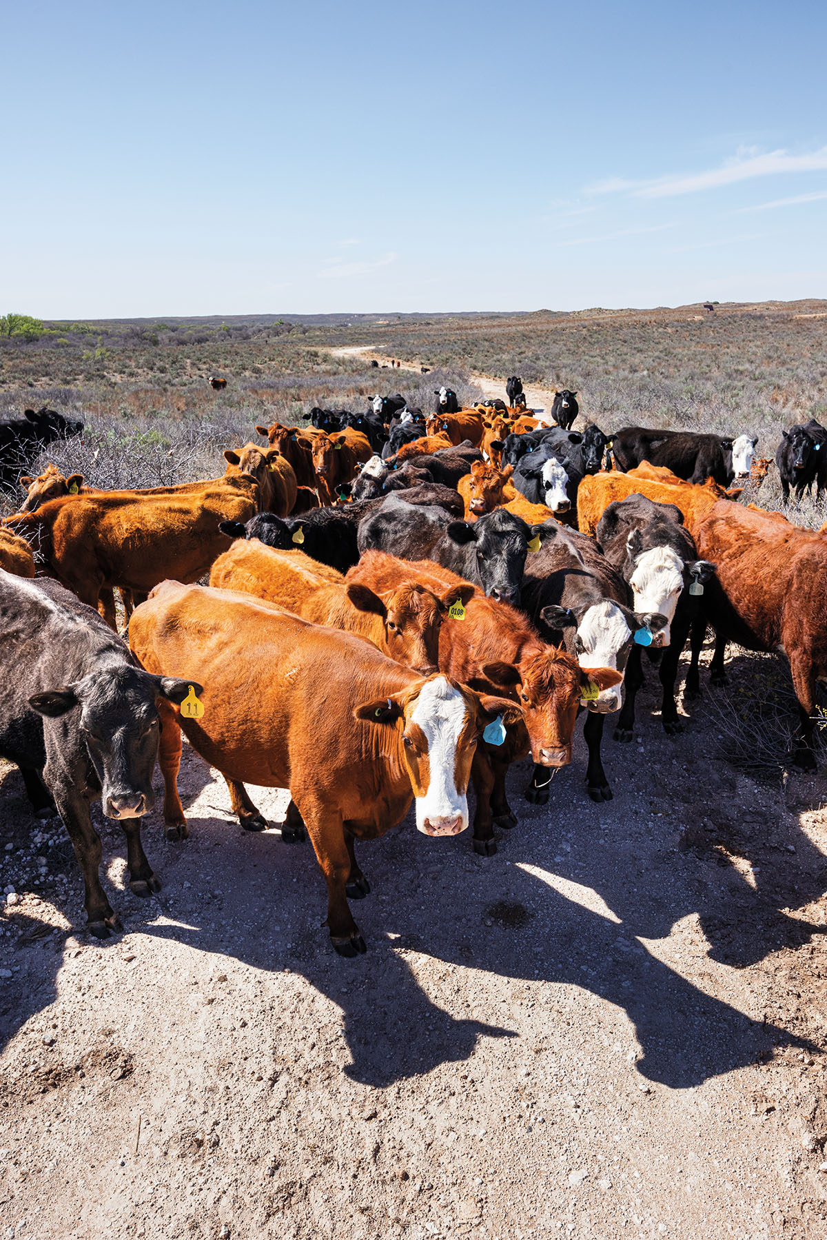 A herd of brown and black cows look at the camera in a dusty landscape under blue sky