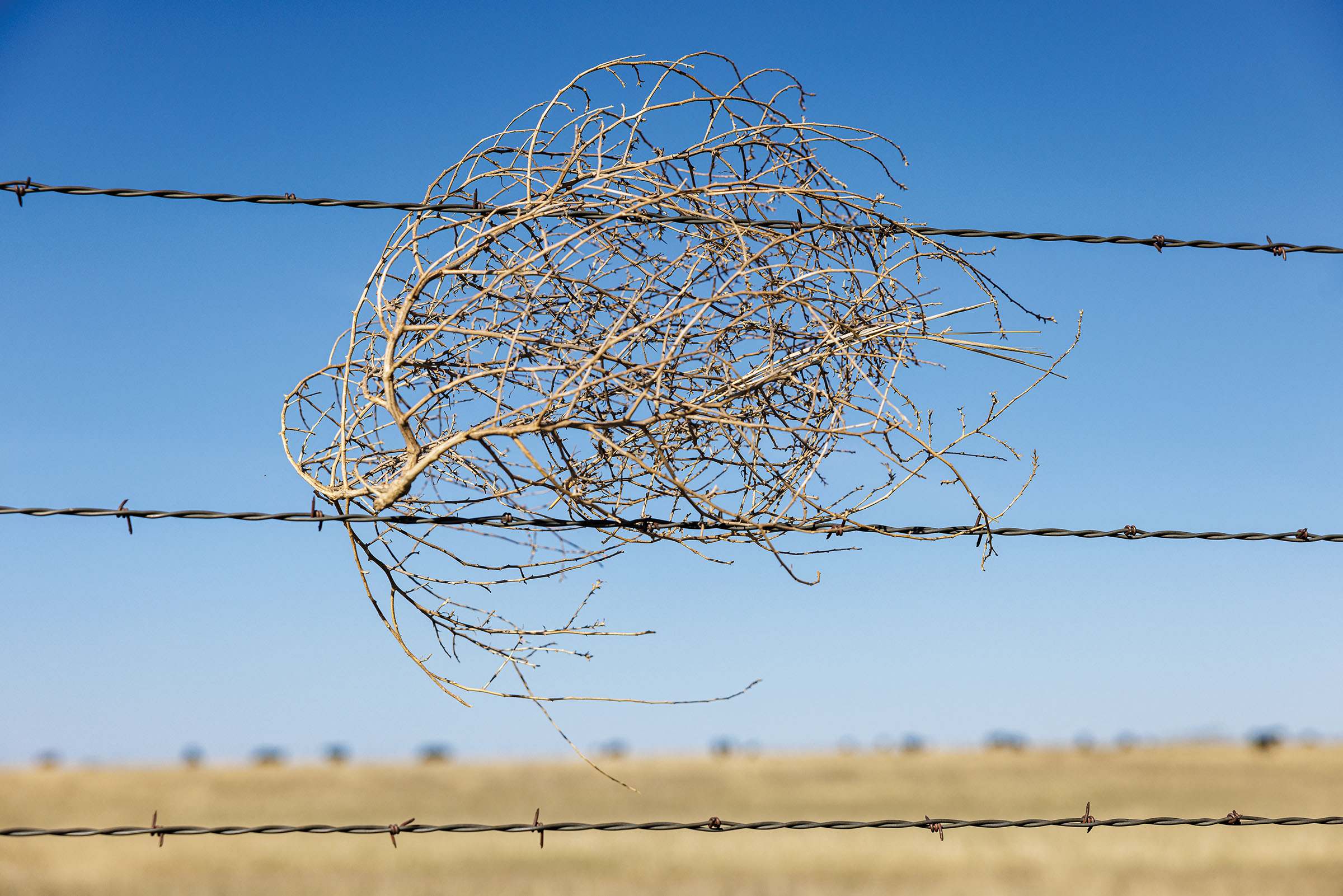 A tan tumbleweed gets caught in the dark metal barbs of a fence in front of a deep blue sky