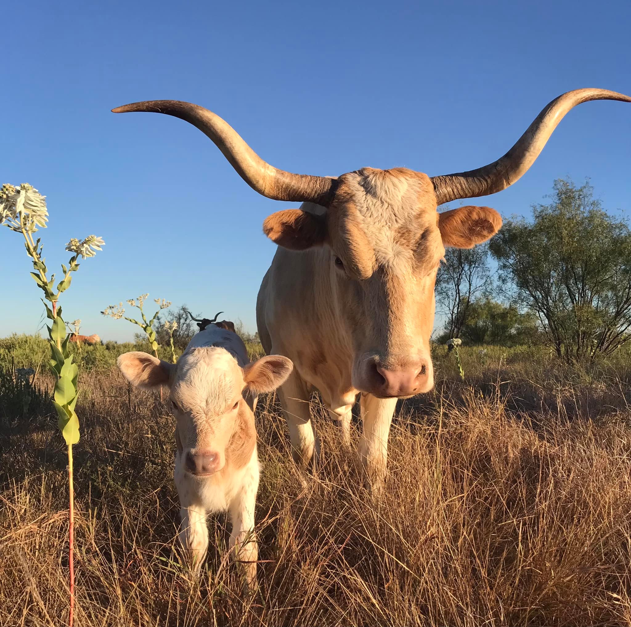Looking at the camera, a Texas Longhorn stands in a dry, brushy field with a calf by it side. Blue sky and trees in the background.