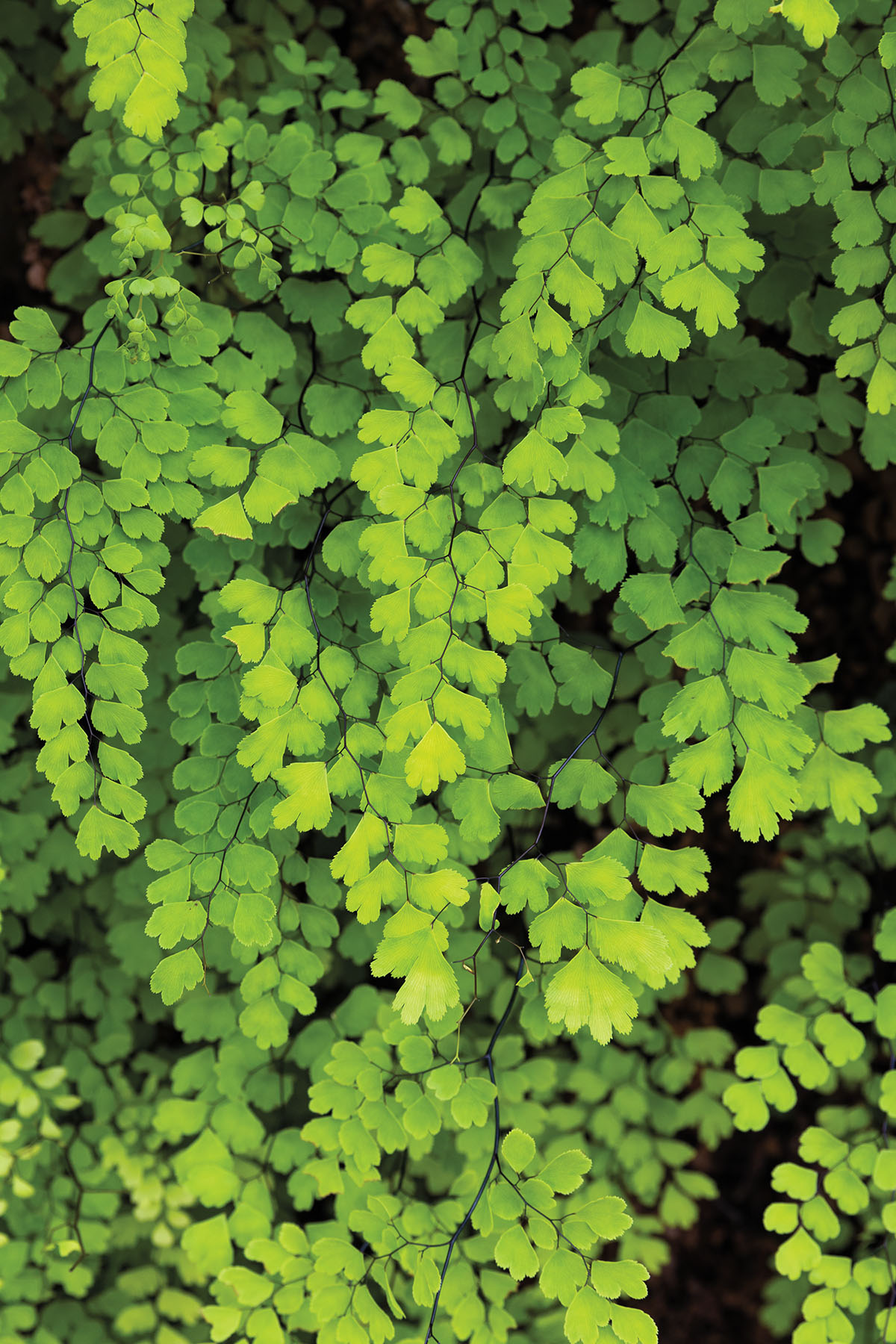 A bright green fern with a shadowy background