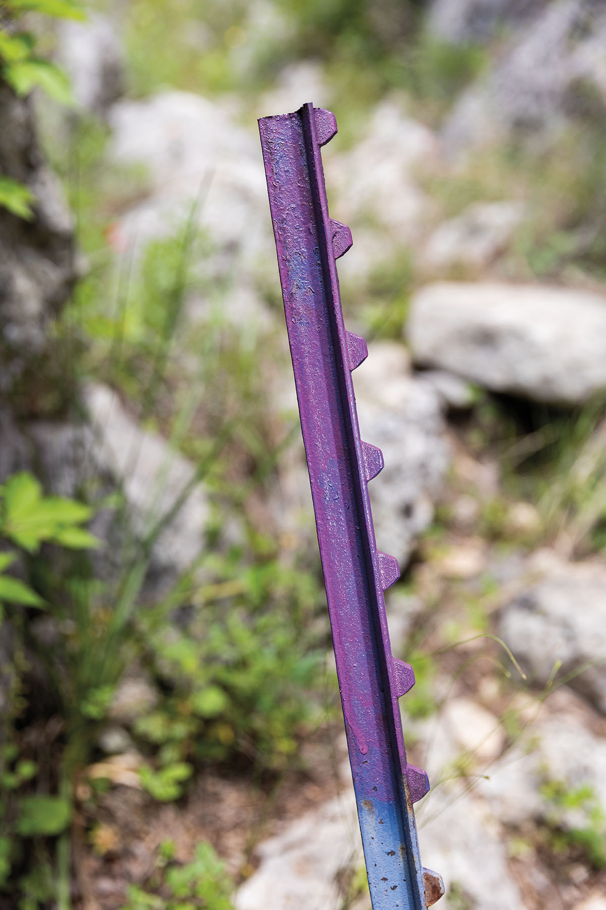 A purple-painted metal pole in a brushy natural environment
