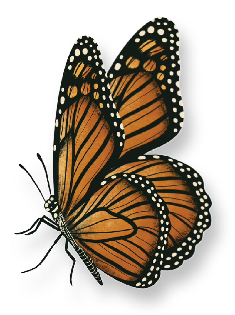 A Monarch butterfly