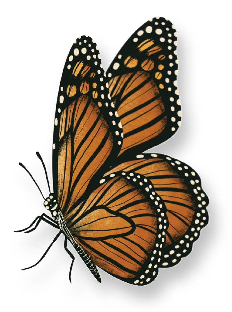 A Monarch butterfly