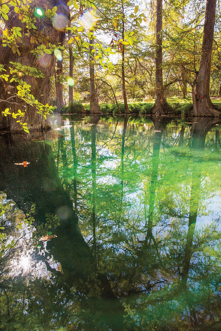 Cypress trees along the still blue-green waters of a creek.