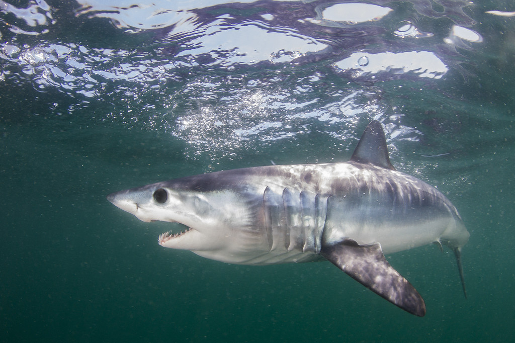 Jason Momoa Bites into Shark Week, Beginning July 23 on Discovery