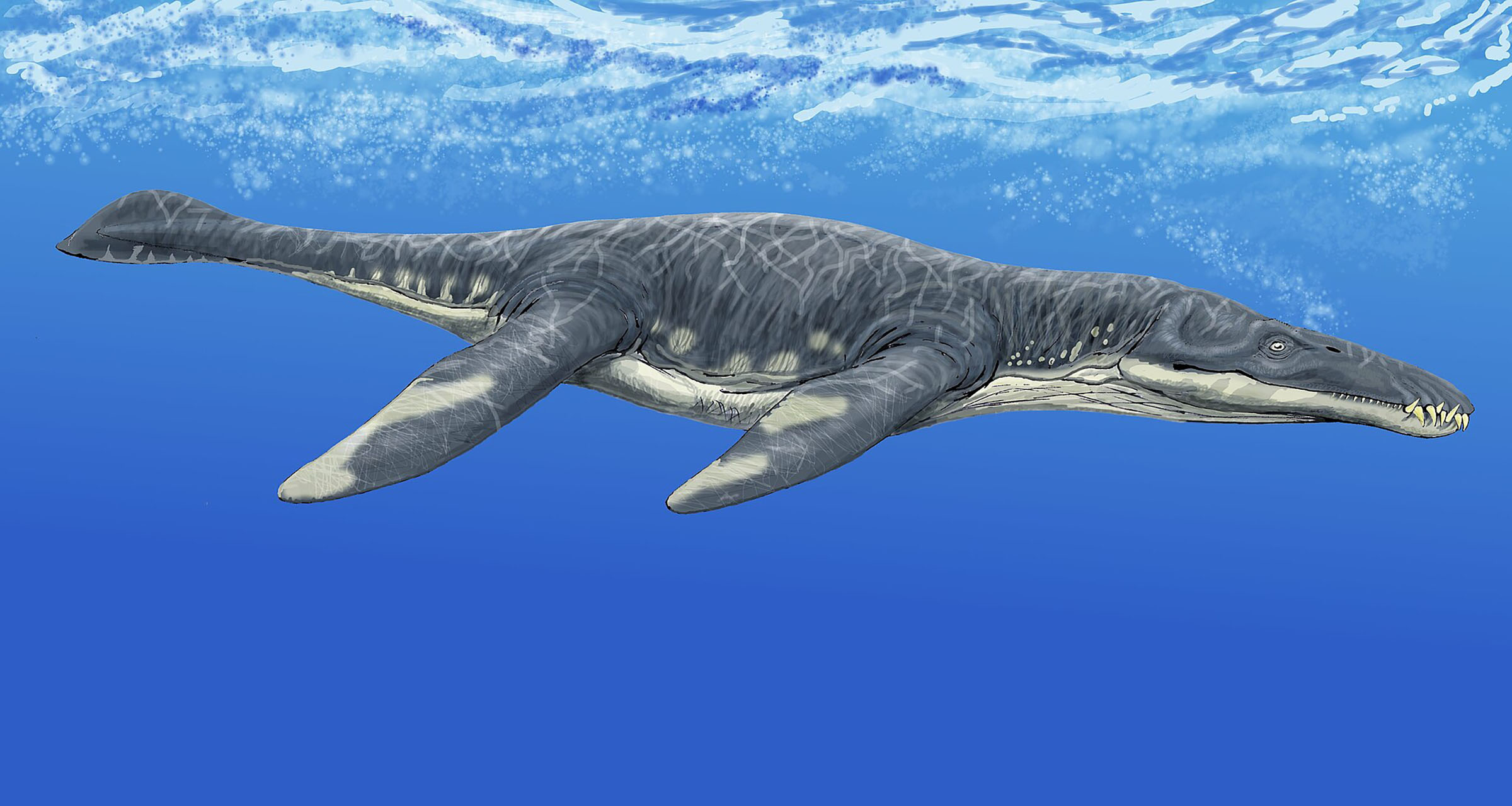 An illustration of a large gray spotted sea creature in deep blue water