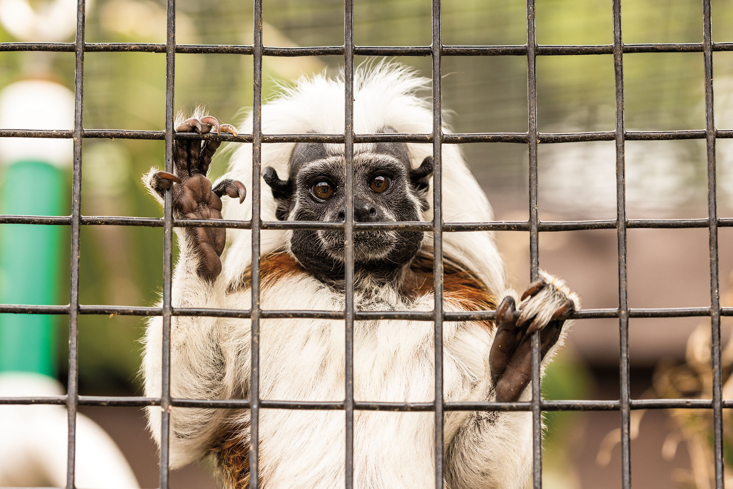 An animal with long, white fur places its claws on the black bars of a cage looking directly into the camera