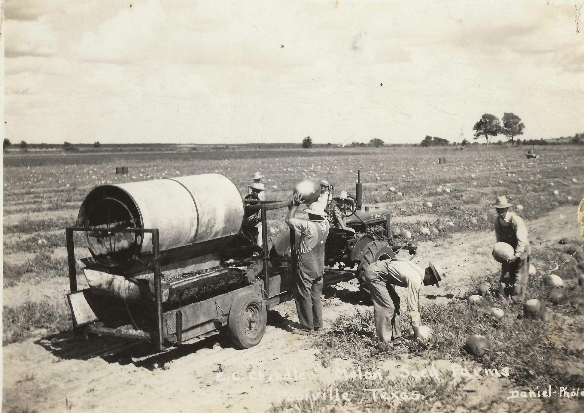Three men load watermelons from a field into a truck in a vintage photograph