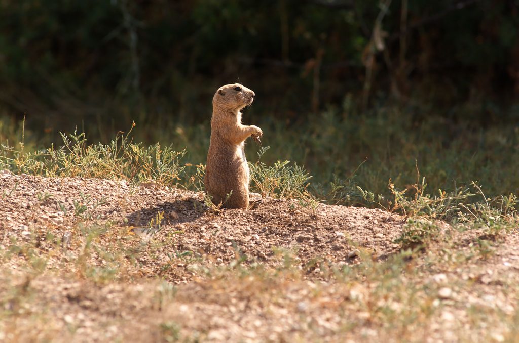 Lunch Is Served at Lubbock’s Prairie Dog Town
