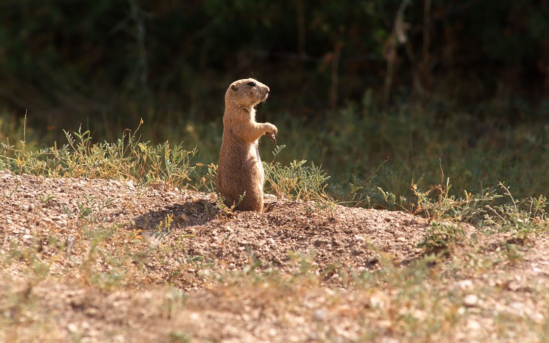 Lunch Is Served at Lubbock’s Prairie Dog Town