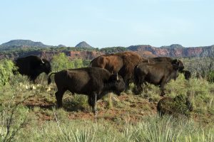 After Spring’s Mating Season, It’s Babies Gone Wild at Caprock Canyons State Park and Trailway