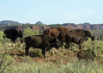 After Spring’s Mating Season, It’s Babies Gone Wild at Caprock Canyons State Park and Trailway