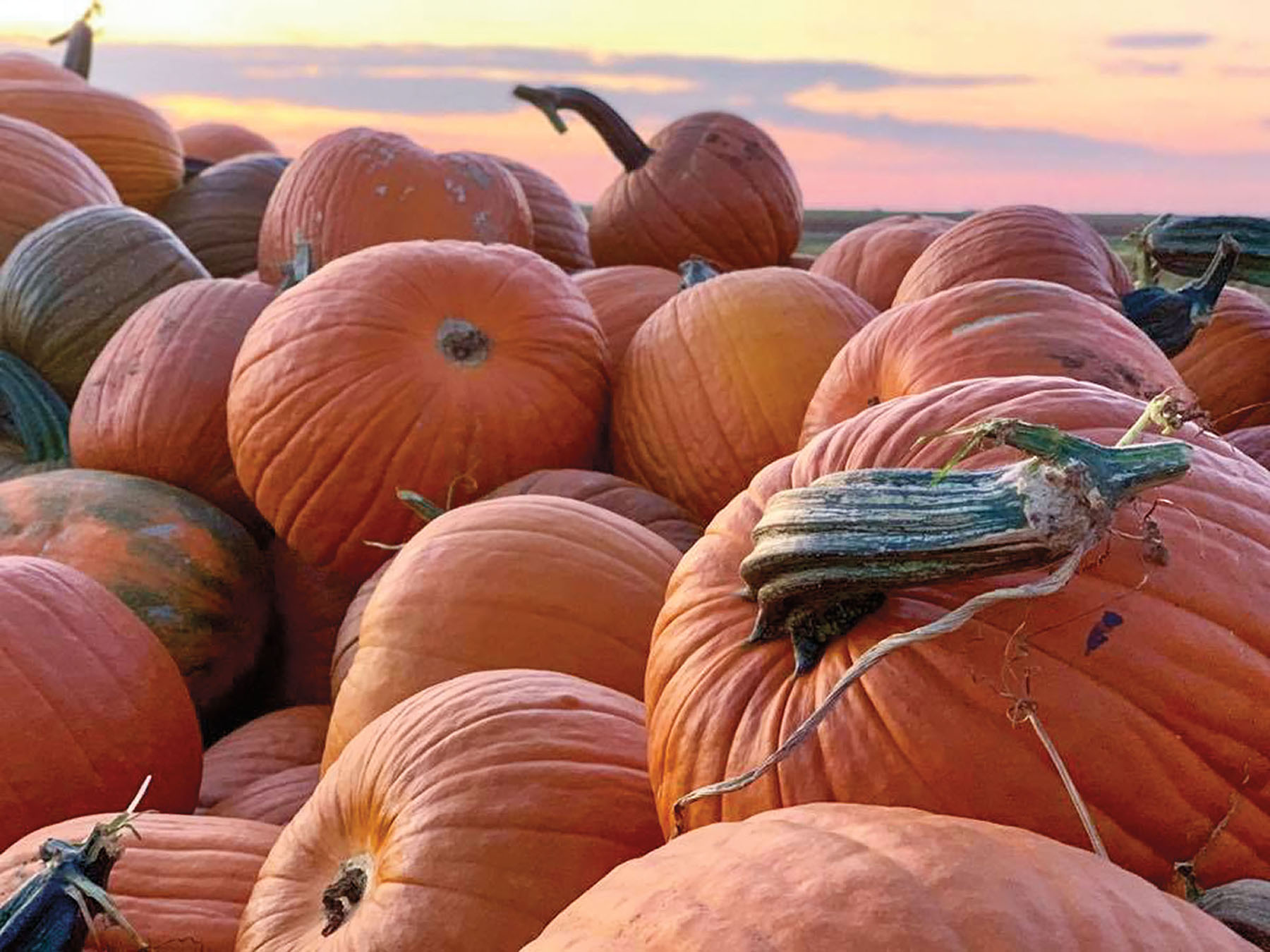 A large pile of orange jack-o-lanterns