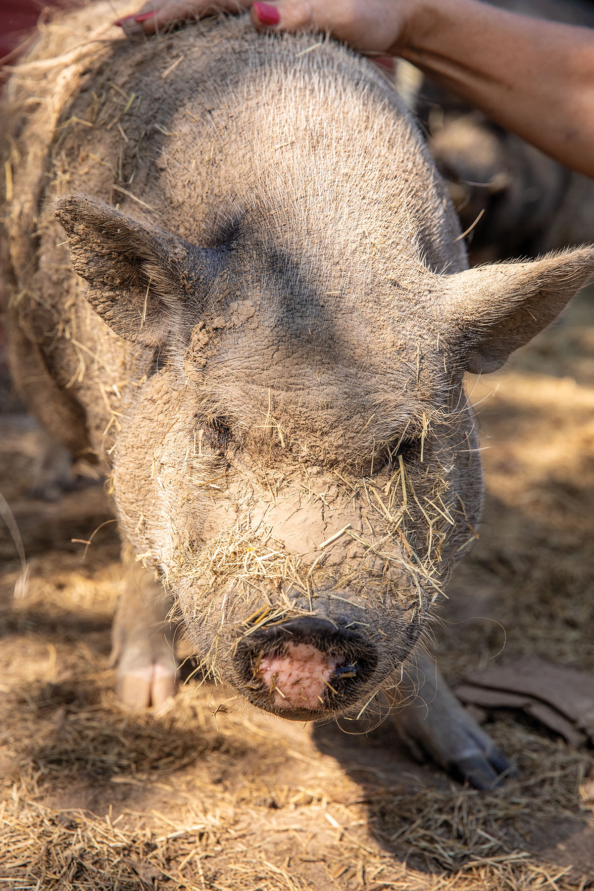 A closeup image of a gray pig with straw on its snout
