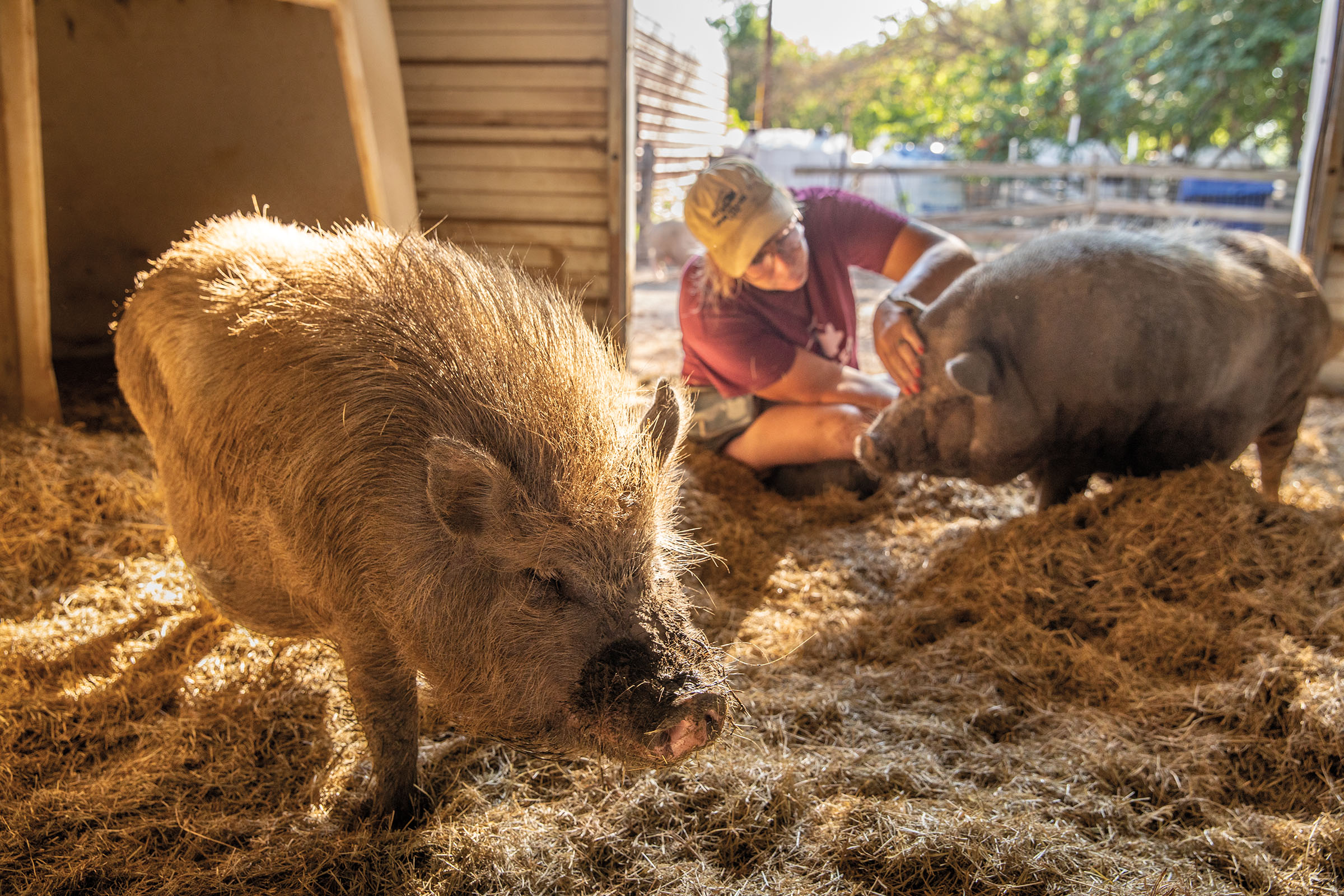 A person in a baseball cap sits with pigs in a pen in an outdoor setting