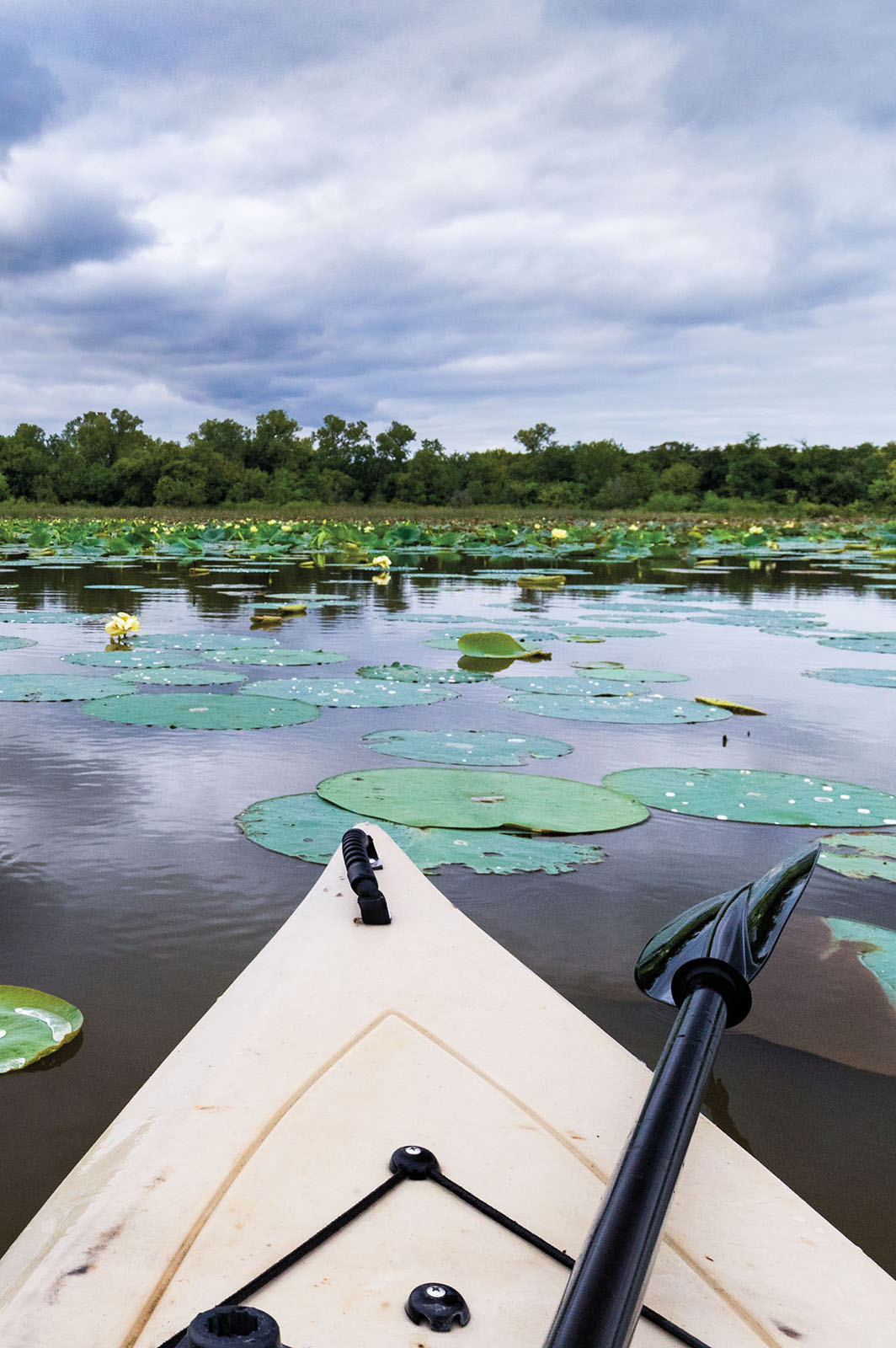 A view of lily pads and still water over the bow of a white kayak