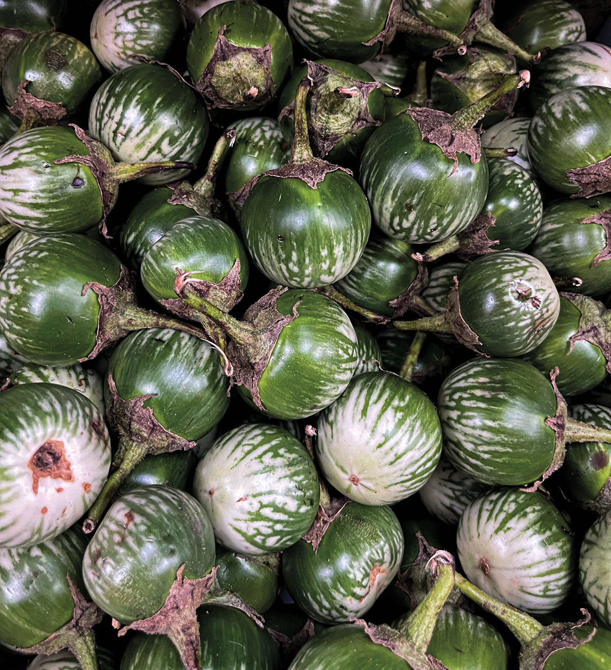 An overhead view of numerous green eggplants