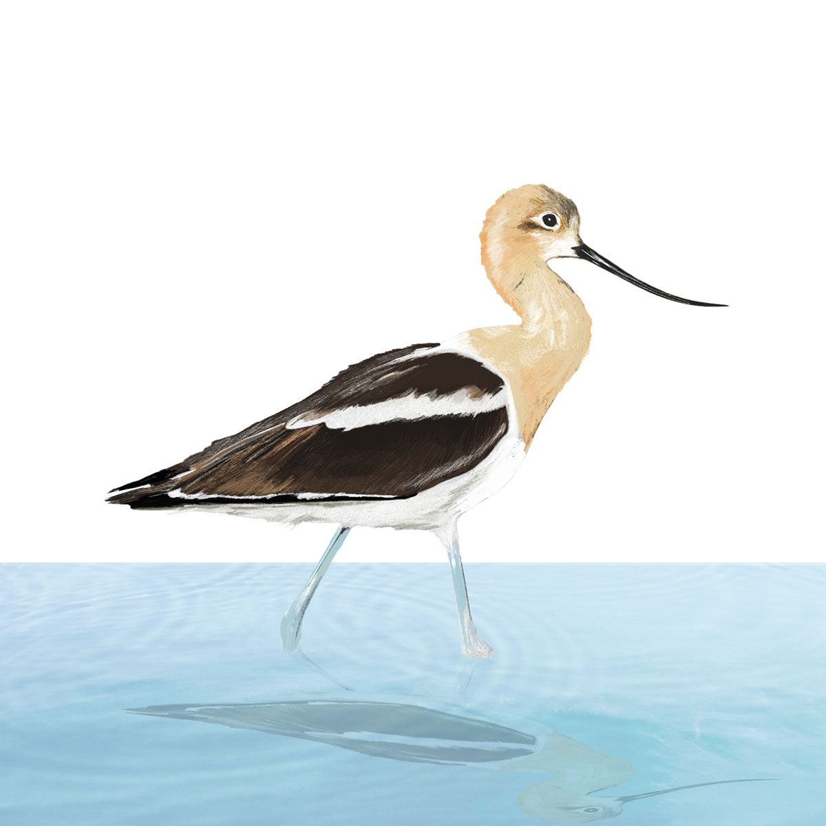An illustration of a tan and black bird with a long bill standing in shallow blue water