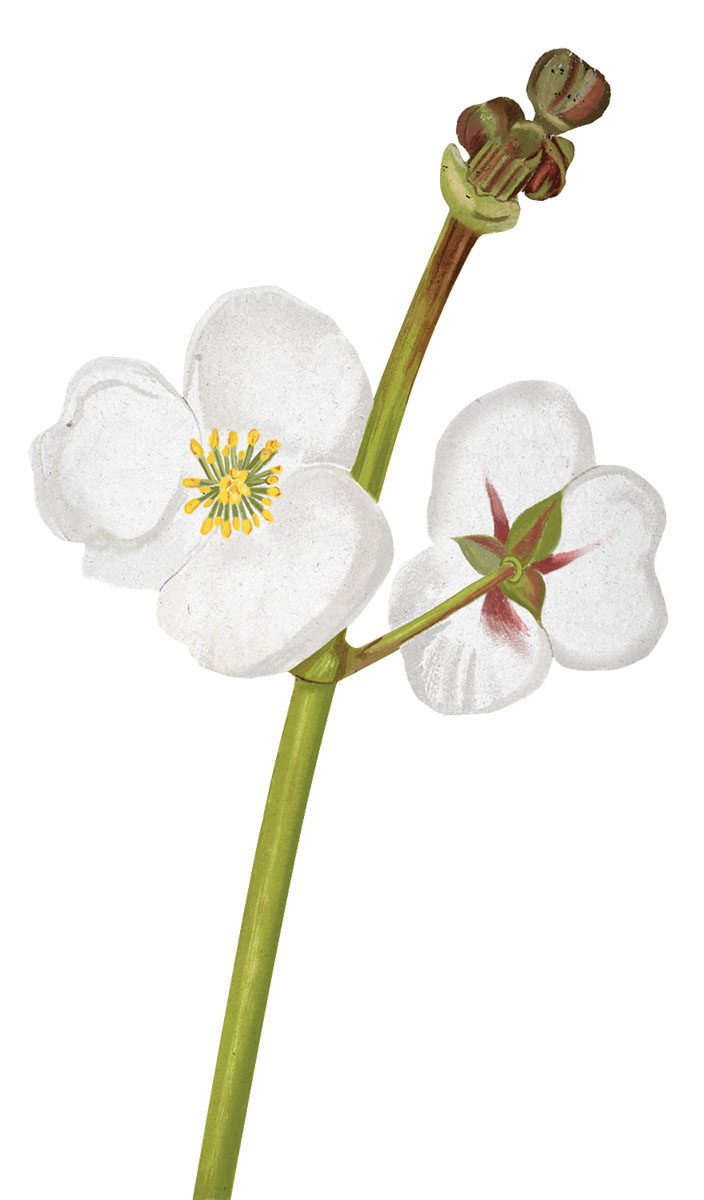 An illustration of a white flower with a yellow center on a tall green stem