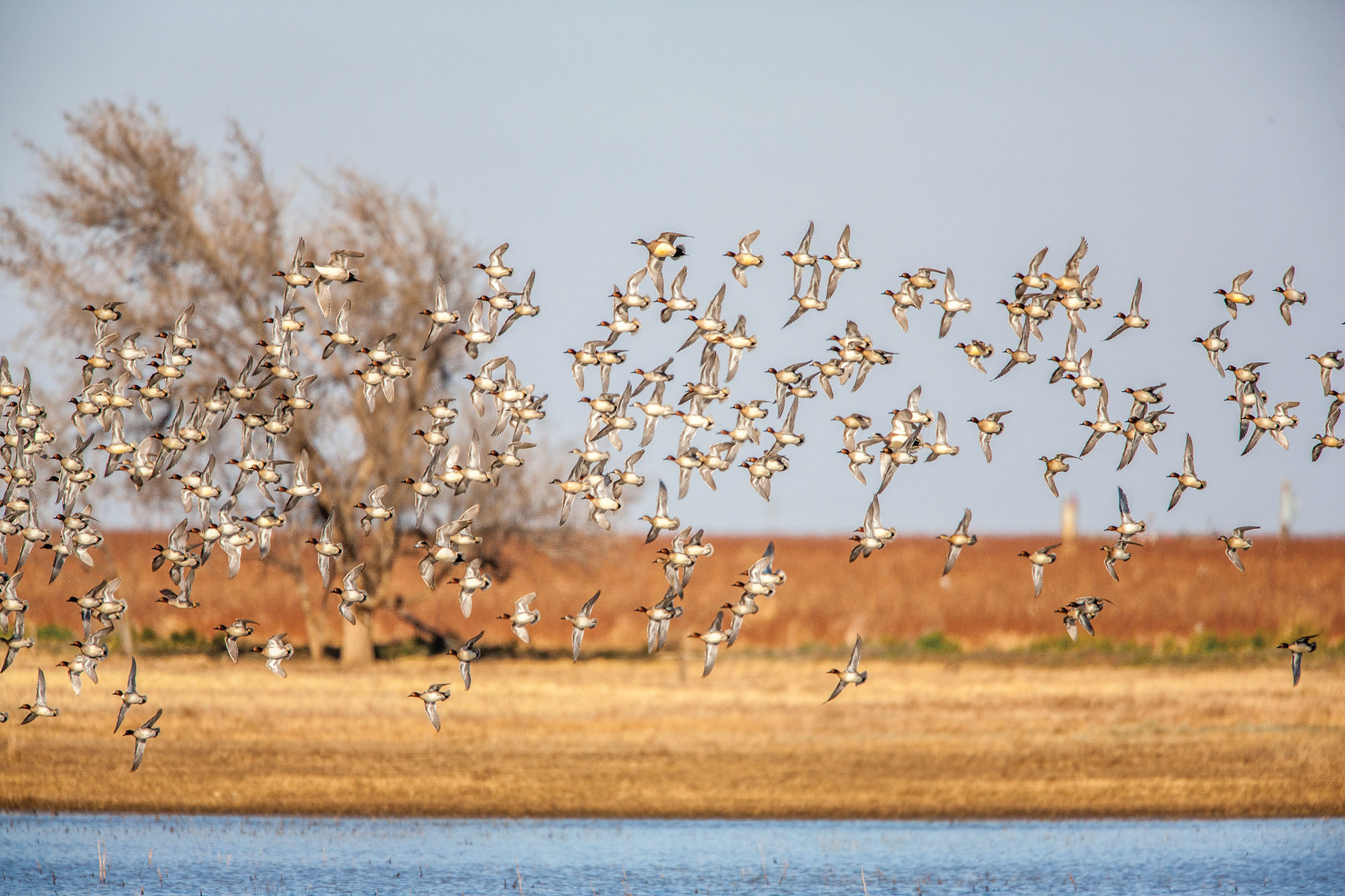 A large flock of birds takes off over blue water next to golden brown land