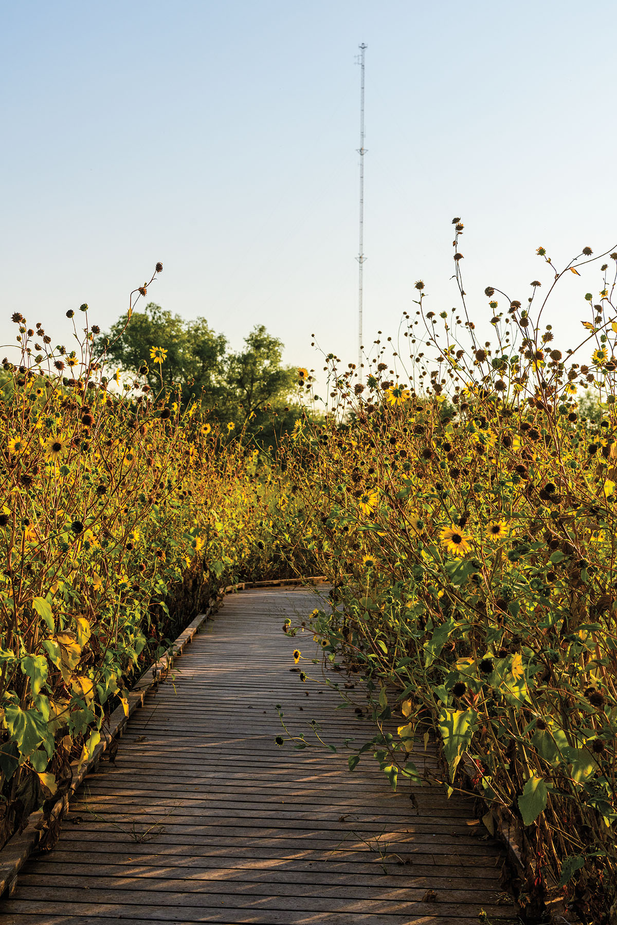 Tall sunflowers grow alongside a wooden boardwalk under blue sky