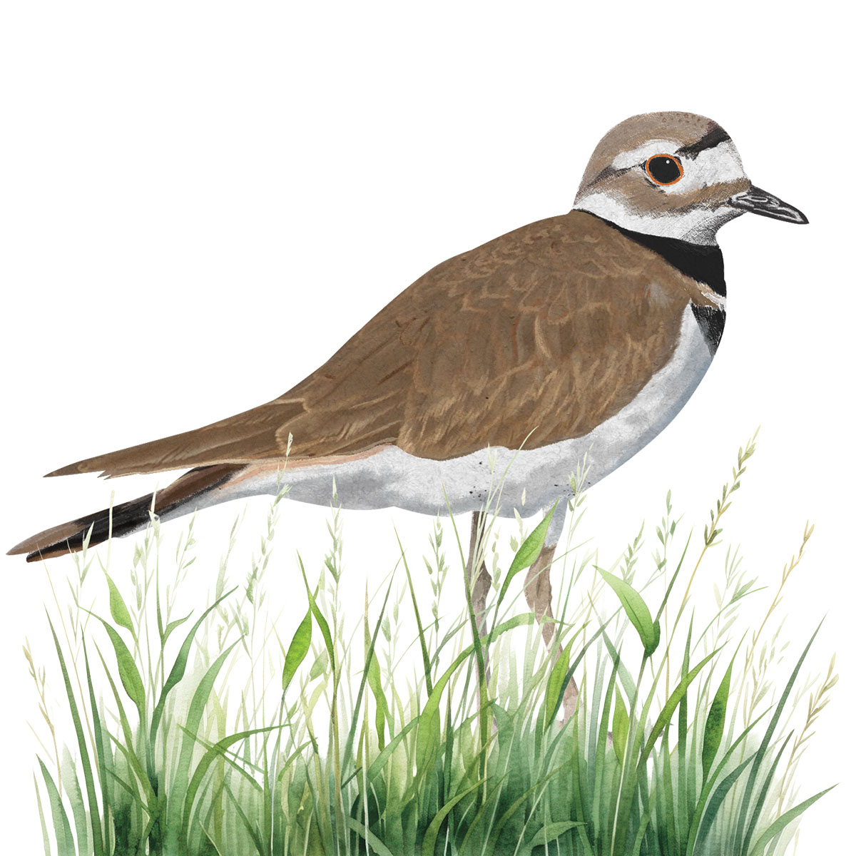 An illustration of a bird with a yellow belly and tan back and head