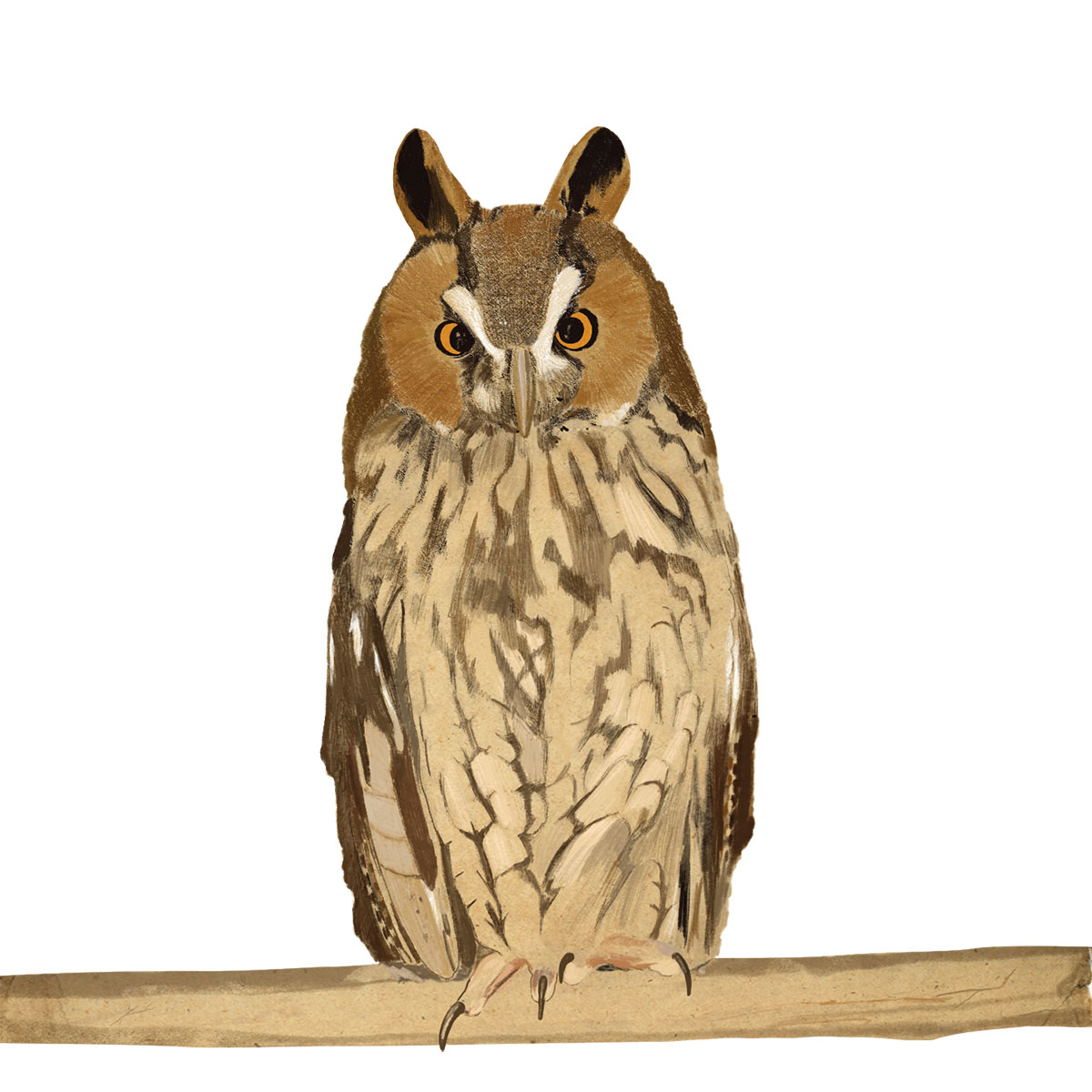An illustration of a brown owl with lighter feathers on its belly perched on a wooden branch