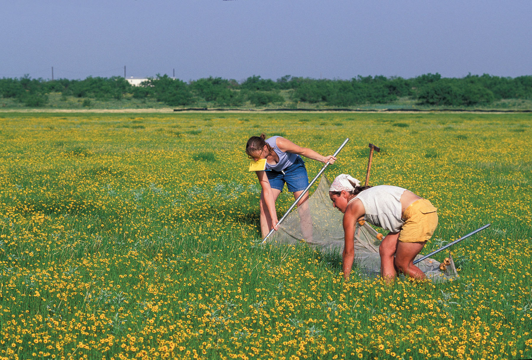 Two people bend over in green marshy land with scientific equipment and a net