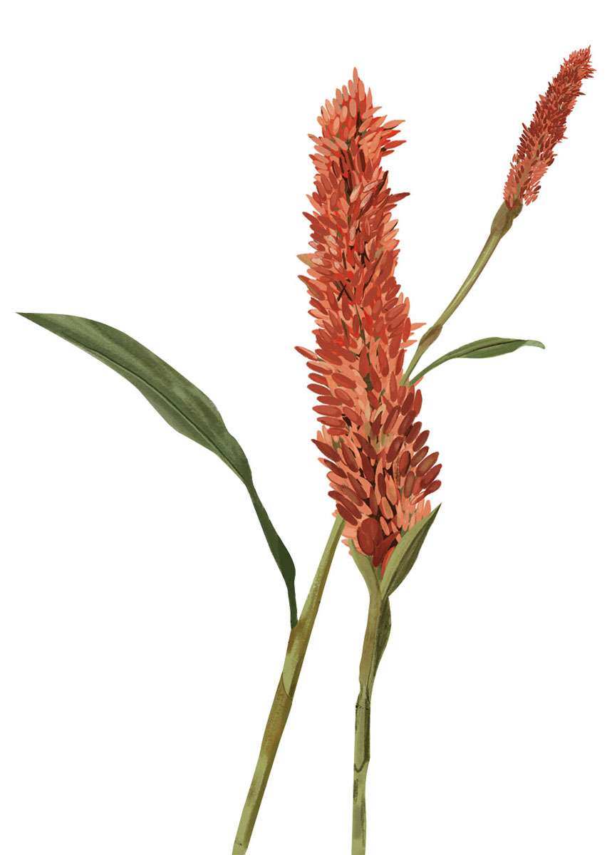 An illustration of a tall red flower with green leaves and stem