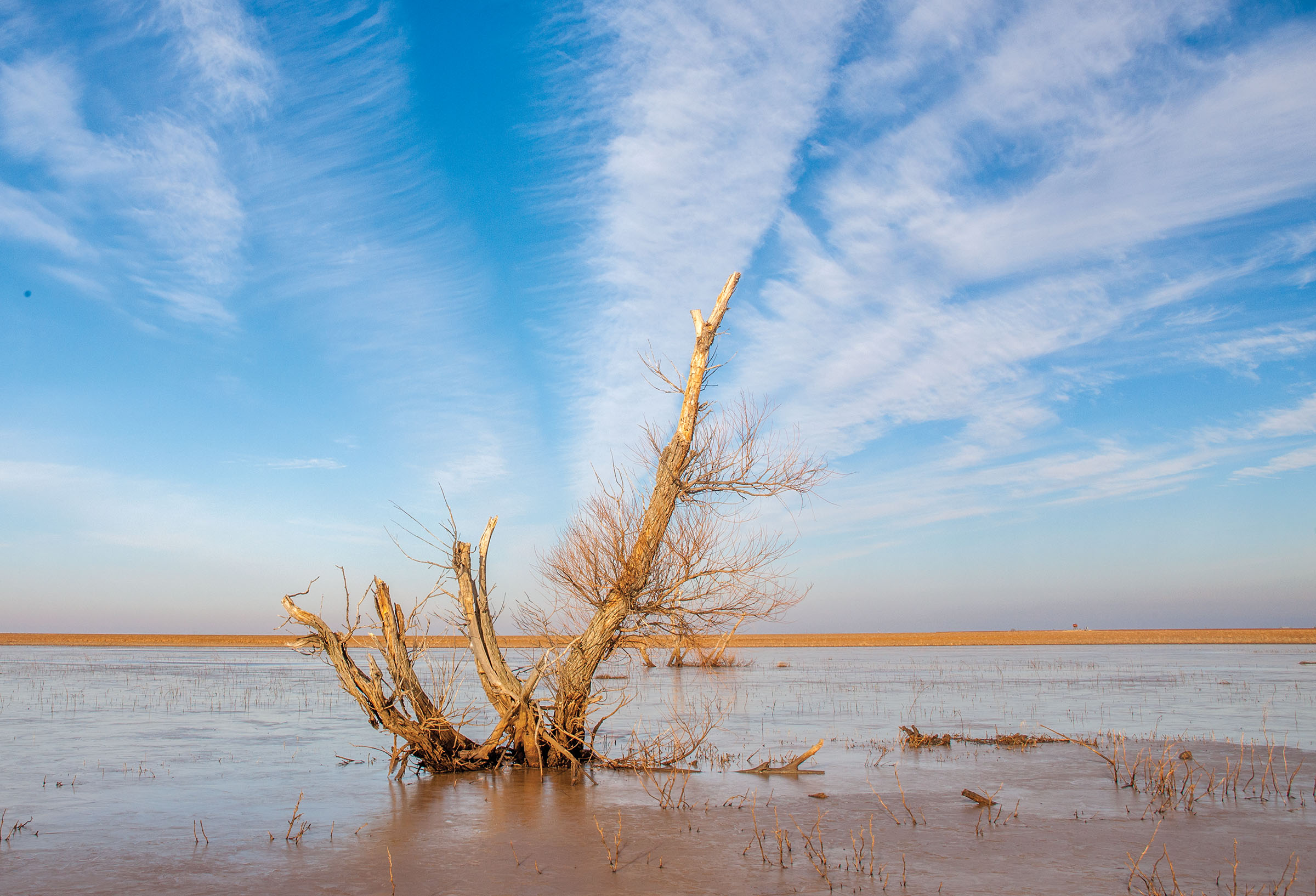 A large root structure grows out of shallow, murky water under blue sky with clouds