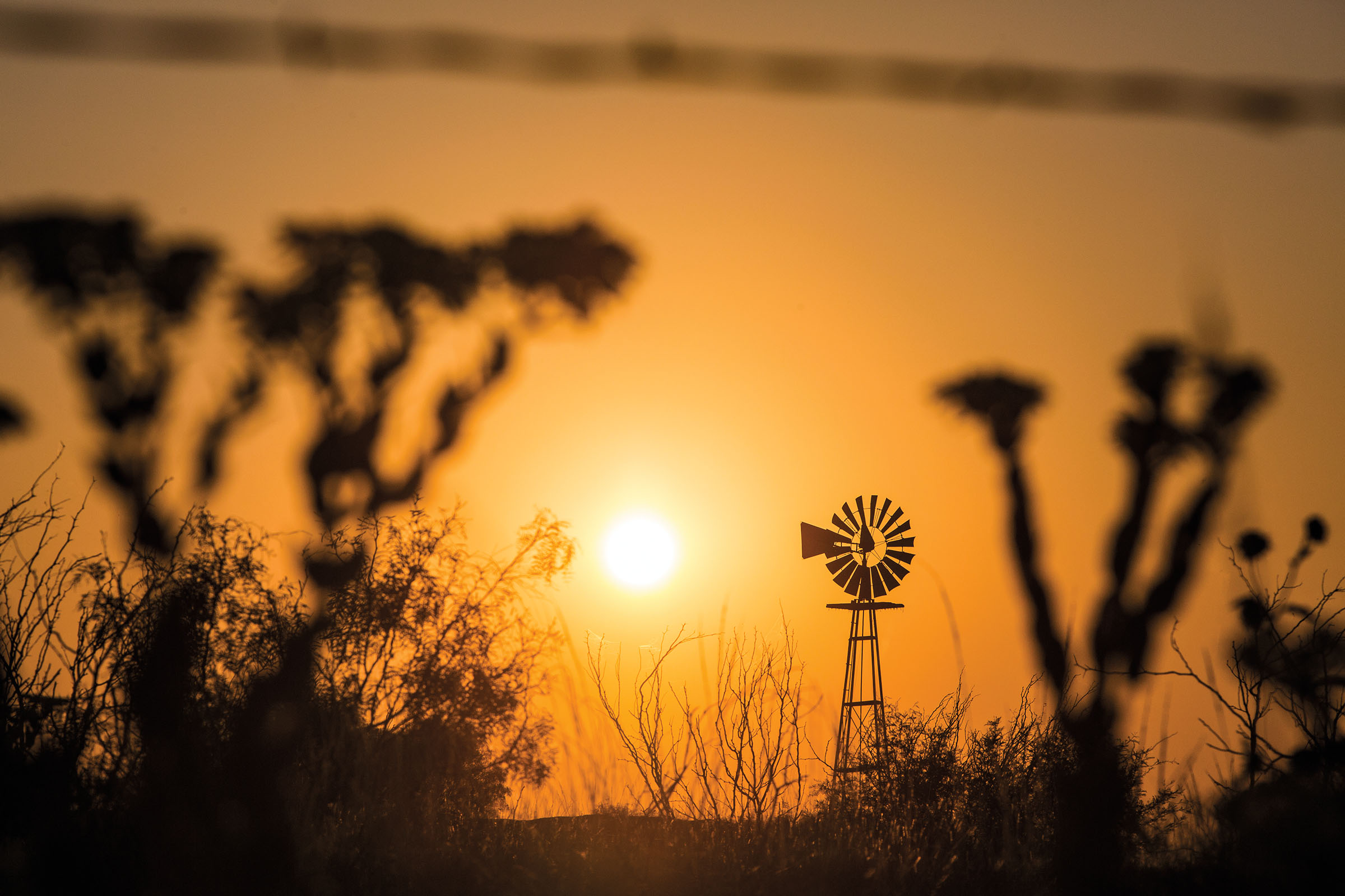 Desert plants grow alongside a tall windmill with a golden sun rising in the background