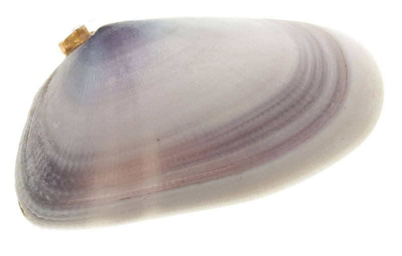 A fan-shaped shell with red and white coloring