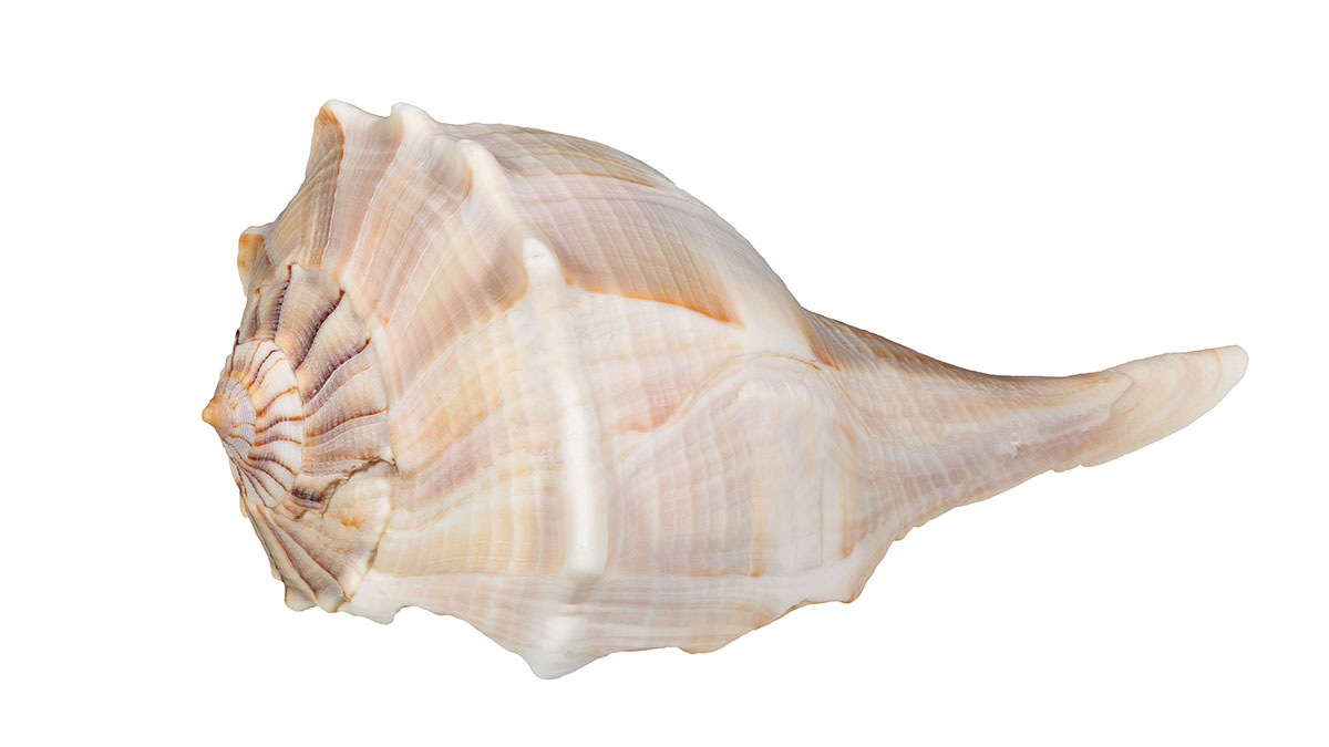 A pastel-colored shell turned on its side